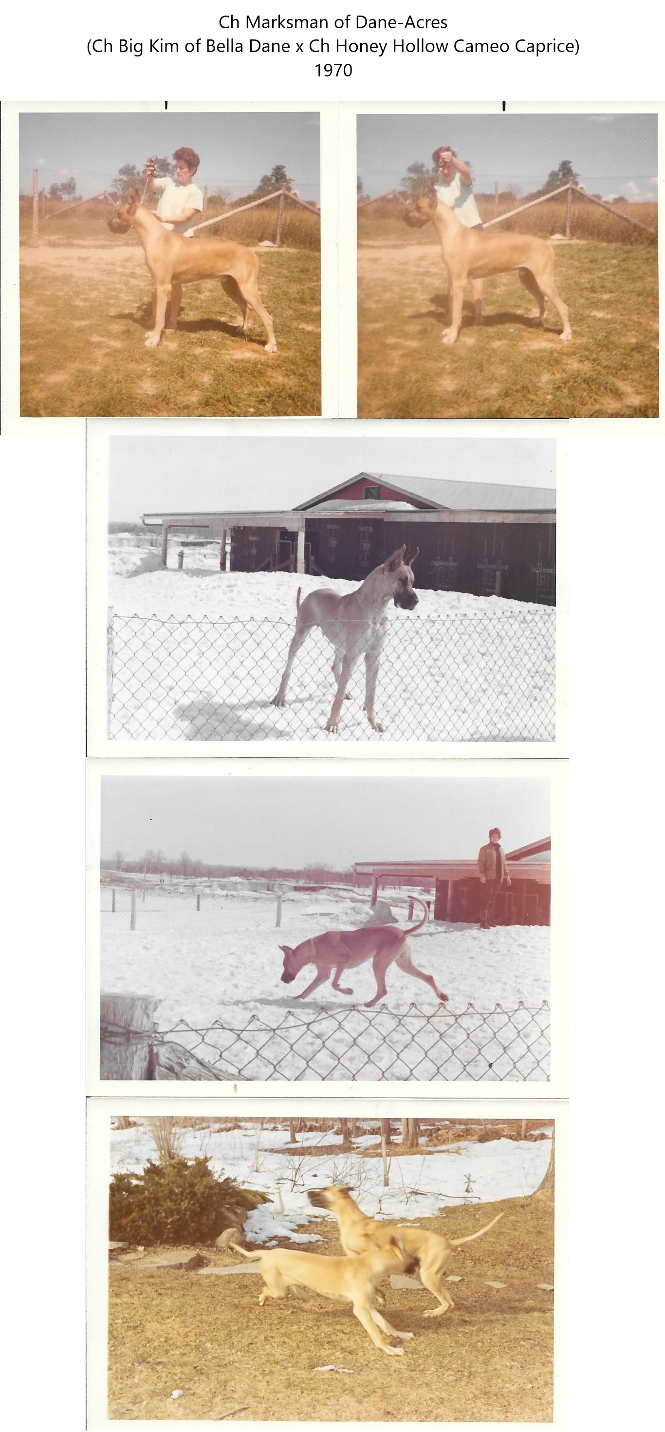 Ch Marksman of Dane-Acres